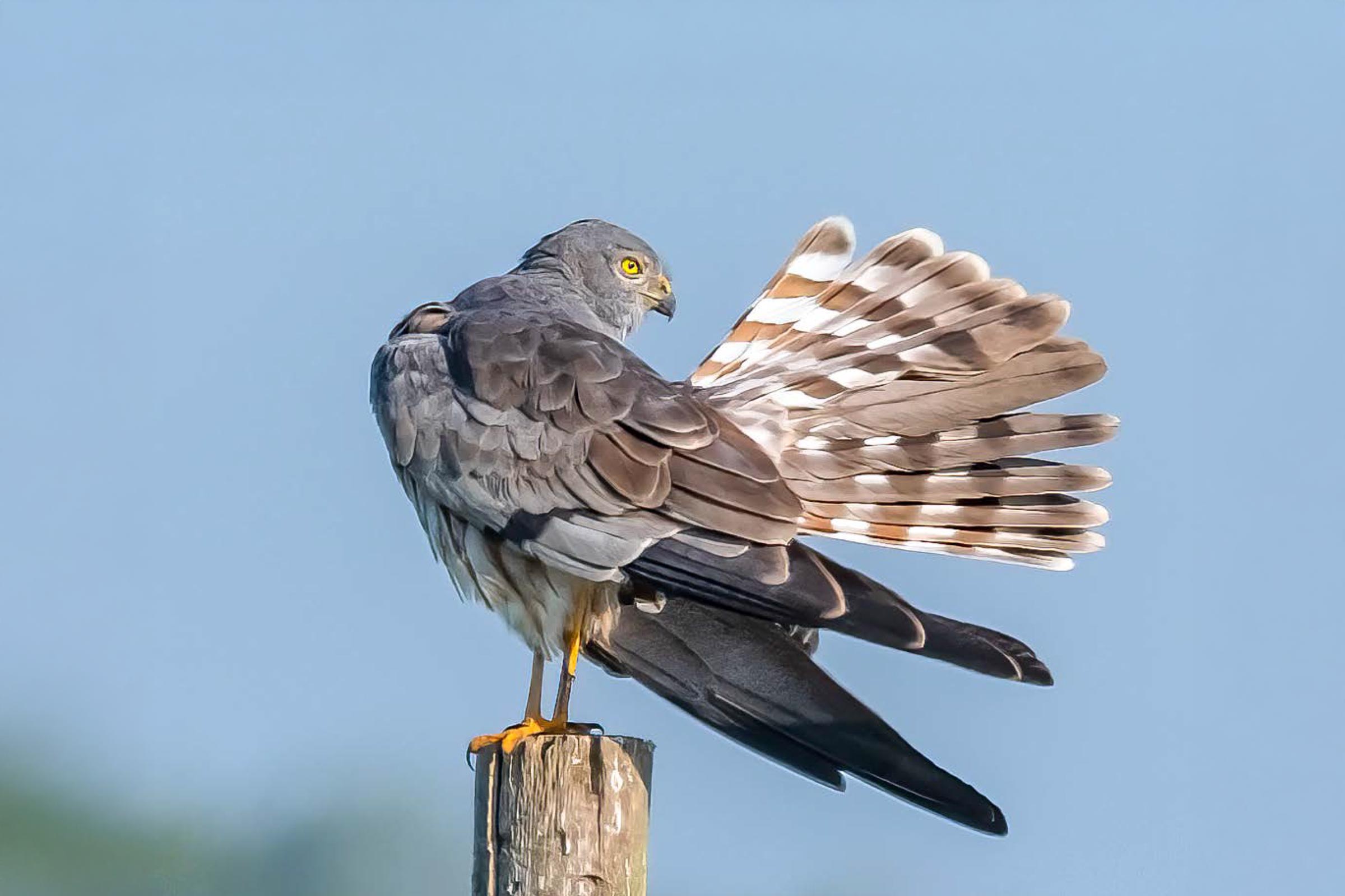 Copyright: G. Zieger