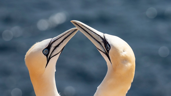 Basstölpel (Karsten Berlin)