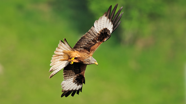 Rotmilan (Mario Böni)